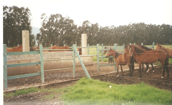 corral establo pesebrera para caballos corral caballo pesebrera caballo establo caballo picadero corral caballerías caballo paso fino pista resonancia equitación salto trocha percheron 004 corral establo pesebrera para caballos corral caballo pesebrera caballo establo caballo picadero corral caballerías caballo paso fino pista resonancia corral establo pesebrera para caballos corral caballo pesebrera caballo establo caballo picadero corral caballerías caballo paso fino pista resonancia equitación salto trocha percheron 004 equitación salto trocha percheron 004